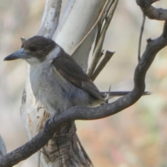 Cracticus torquatus at Borough, NSW - 29 Nov 2022