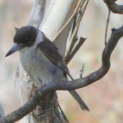 Cracticus torquatus at Borough, NSW - 29 Nov 2022