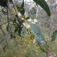Acacia falciformis (Broad-leaved Hickory) at Boro - 29 Nov 2022 by Paul4K