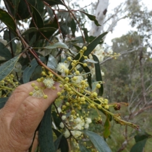 Acacia falciformis at Borough, NSW - suppressed