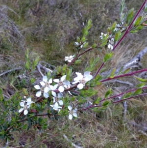 Gaudium brevipes at Borough, NSW - suppressed