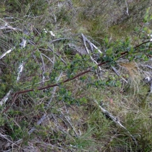 Gaudium brevipes at Borough, NSW - suppressed