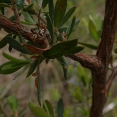 Gaudium brevipes at Borough, NSW - suppressed