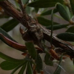 Gaudium brevipes at Borough, NSW - suppressed