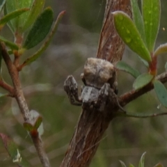 Stephanopis sp. (genus) (Knobbly crab spider) at Borough, NSW - 30 Nov 2022 by Paul4K