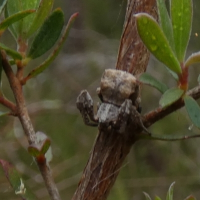 Stephanopis sp. (genus) (Knobbly crab spider) at Borough, NSW - 30 Nov 2022 by Paul4K