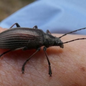 Homotrysis cisteloides at Borough, NSW - 30 Nov 2022