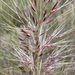 Austrostipa densiflora (Foxtail Speargrass) at Molonglo Valley, ACT - 30 Nov 2022 by Jenny54