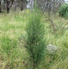 Cassinia aculeata subsp. aculeata (Dolly Bush, Common Cassinia, Dogwood) at The Pinnacle - 29 Nov 2022 by sangio7