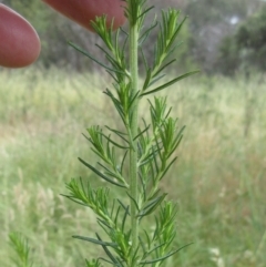 Cassinia aculeata subsp. aculeata at Weetangera, ACT - 30 Nov 2022