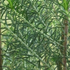 Cassinia aculeata subsp. aculeata at Weetangera, ACT - 30 Nov 2022