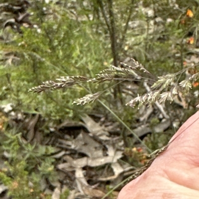 Poa sieberiana (Poa Tussock) at Aranda Bushland - 1 Dec 2022 by lbradley