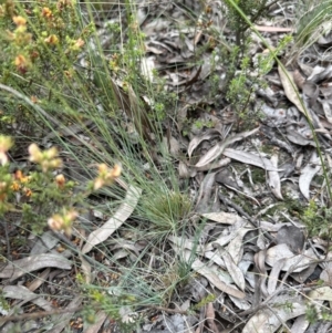 Poa sieberiana at Aranda, ACT - 1 Dec 2022 12:33 PM