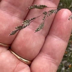 Poa sieberiana at Aranda, ACT - 1 Dec 2022 12:33 PM