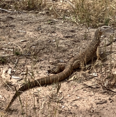 Varanus gouldii (Sand Goanna) at Fentons Creek, VIC - 26 Nov 2022 by KL