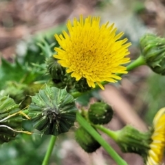 Sonchus asper (Prickly Sowthistle) at Mitchell, ACT - 1 Dec 2022 by trevorpreston