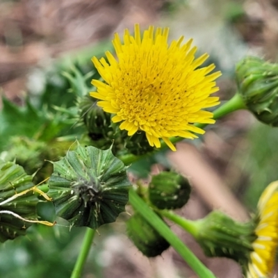 Sonchus asper (Prickly Sowthistle) at Mitchell, ACT - 1 Dec 2022 by trevorpreston