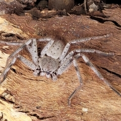 Isopeda canberrana (Canberra Huntsman Spider) at Mitchell, ACT - 1 Dec 2022 by trevorpreston