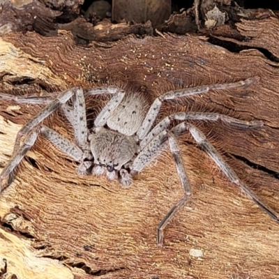 Isopeda canberrana (Canberra Huntsman Spider) at Mitchell, ACT - 1 Dec 2022 by trevorpreston