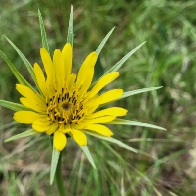 Tragopogon dubius (Goatsbeard) at Crace Grasslands - 1 Dec 2022 by trevorpreston