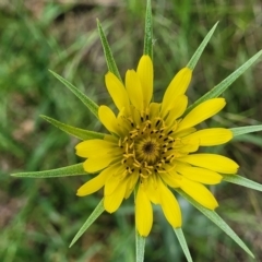 Tragopogon dubius at Mitchell, ACT - 1 Dec 2022