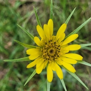 Tragopogon dubius at Mitchell, ACT - 1 Dec 2022