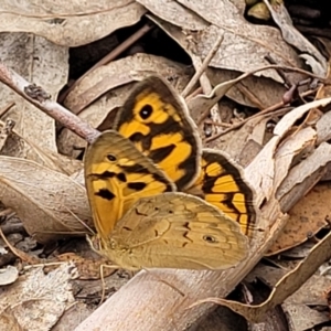 Heteronympha merope at Mitchell, ACT - 1 Dec 2022