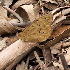 Heteronympha merope at Mitchell, ACT - 1 Dec 2022