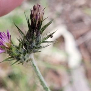 Carduus tenuiflorus at Mitchell, ACT - 1 Dec 2022