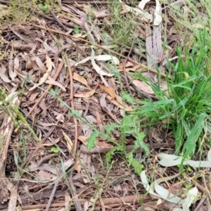 Carduus tenuiflorus at Mitchell, ACT - 1 Dec 2022