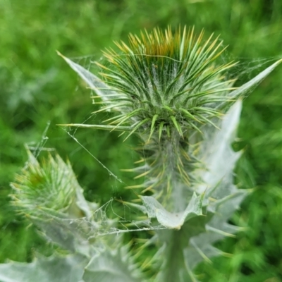 Onopordum acanthium (Scotch Thistle) at Mitchell, ACT - 1 Dec 2022 by trevorpreston