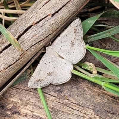 Taxeotis intermixtaria (Dark-edged Taxeotis) at Mitchell, ACT - 1 Dec 2022 by trevorpreston