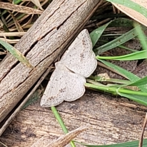 Taxeotis intermixtaria at Mitchell, ACT - 1 Dec 2022 11:46 AM