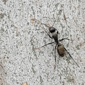 Camponotus aeneopilosus at Mitchell, ACT - 1 Dec 2022