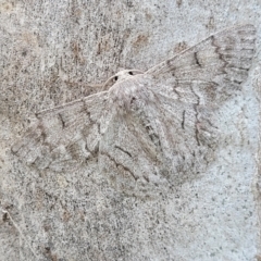 Crypsiphona ocultaria (Red-lined Looper Moth) at Mitchell, ACT - 1 Dec 2022 by trevorpreston