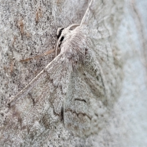 Crypsiphona ocultaria at Mitchell, ACT - 1 Dec 2022