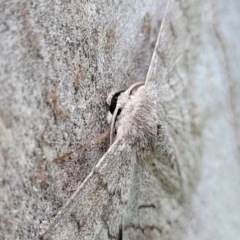 Crypsiphona ocultaria at Mitchell, ACT - 1 Dec 2022