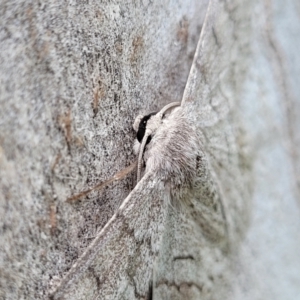 Crypsiphona ocultaria at Mitchell, ACT - 1 Dec 2022