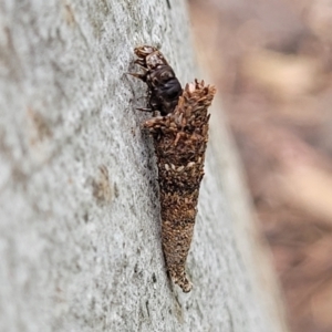 Conoeca or Lepidoscia (genera) IMMATURE at Mitchell, ACT - 1 Dec 2022