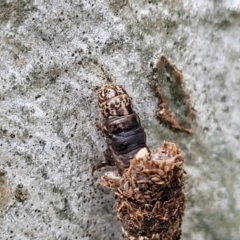 Conoeca or Lepidoscia (genera) IMMATURE at Mitchell, ACT - 1 Dec 2022