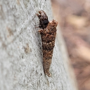 Conoeca or Lepidoscia (genera) IMMATURE at Mitchell, ACT - 1 Dec 2022