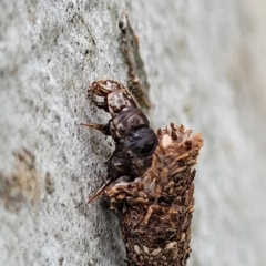 Conoeca or Lepidoscia (genera) IMMATURE at Mitchell, ACT - 1 Dec 2022