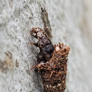 Conoeca or Lepidoscia (genera) IMMATURE at Mitchell, ACT - 1 Dec 2022