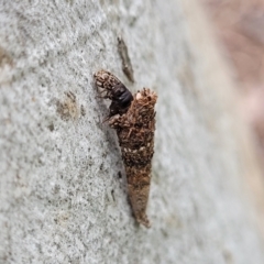 Lepidoscia (genus) IMMATURE at Mitchell, ACT - 1 Dec 2022