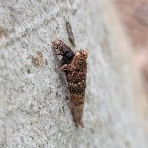 Conoeca or Lepidoscia (genera) IMMATURE at Mitchell, ACT - 1 Dec 2022