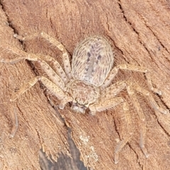 Isopeda canberrana (Canberra Huntsman Spider) at Mitchell, ACT - 1 Dec 2022 by trevorpreston