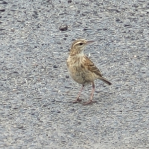 Anthus australis at Mitchell, ACT - 1 Dec 2022