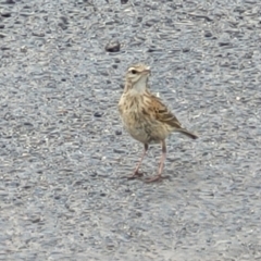 Anthus australis at Mitchell, ACT - 1 Dec 2022