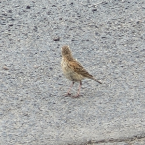 Anthus australis at Mitchell, ACT - 1 Dec 2022