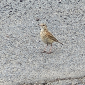 Anthus australis at Mitchell, ACT - 1 Dec 2022